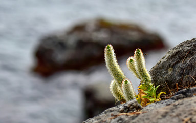 바닷가의 바위솔