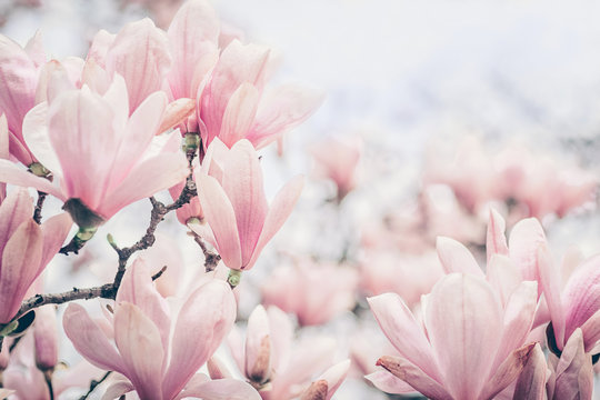 Fototapeta Kwiaty magnolii w świetle poranka. Pastelowe kolory