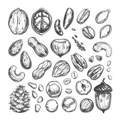 Nuts and seeds collection. Vector Hand drawn objects . Isolated on white. Modern brushpen Calligraphy.