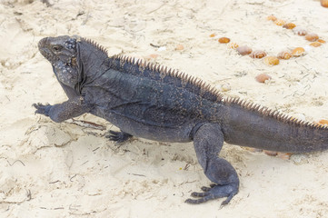 Large scaly Iguana close-up against a background of sand