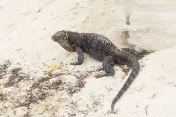Large scaly Iguana close-up against a background of sand