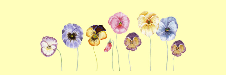 Watercolor vector pansy flowers