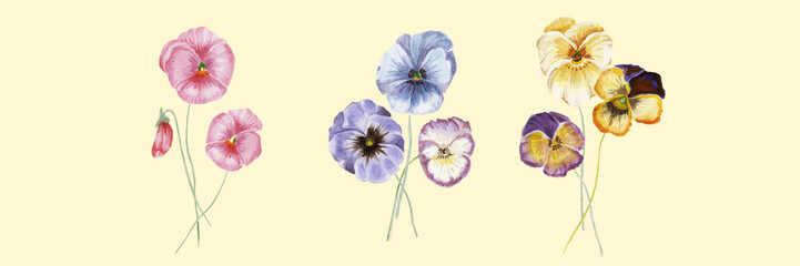 Watercolor vector pansy flowers