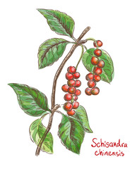 Schisandra chinese or five flavor berry. Vector illustration