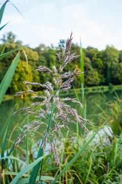 Teichpflanzen