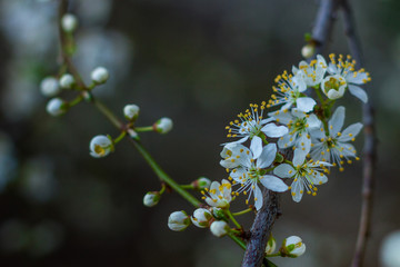 Beautiful flowering branches of cherry plums in springtime
