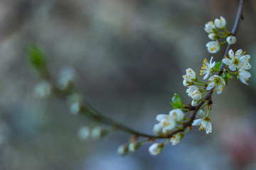 Beautiful flowering branches of cherry plums in springtime