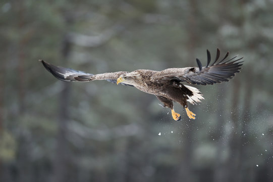 White tailed eagle in flight. Eagle in flight in winter.