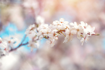 Beautiful blooming Apple trees in the spring garden. Close up.