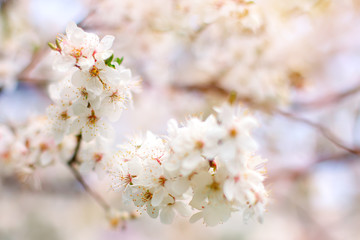 Obraz premium Beautiful blooming Apple trees in the spring garden. Close up.