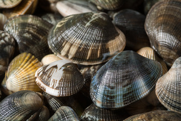 freshly harvested clams from the seabed
