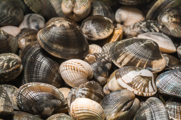 freshly harvested clams from the seabed