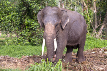 Thai elephant in tropical jungle. Island Koh Phangan, Thailand