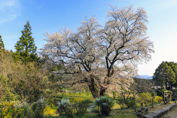 千女房の山桜