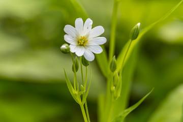 little white blossom flower from softplant