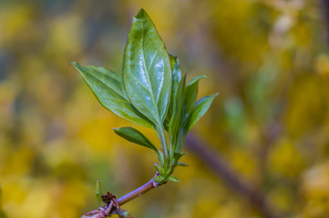 fresh green leaf bud in spring