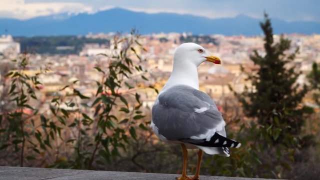 Seagull on the background of buildings in Rome.