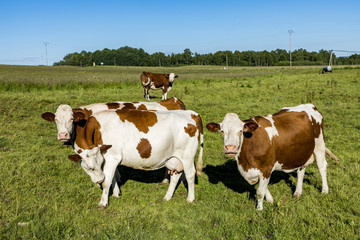cows grazing at the meadow
