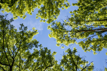 trees in the french Jura with blue sky