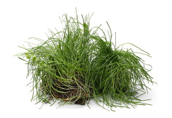 Green grass with dirt isolated on white background and texture