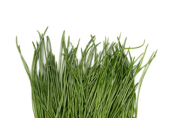 Green grass isolated on white background and texture