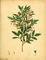 Illustration of the plant.