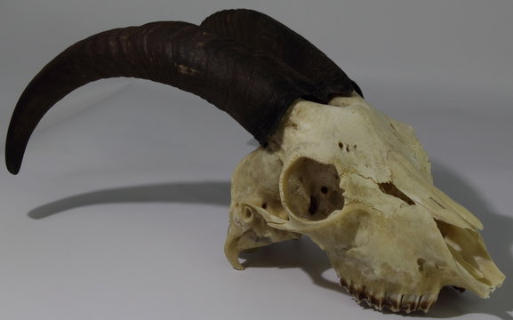 Skull of a goat with horns.
