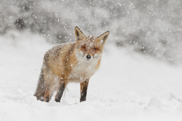 Fototapeta premium Red fox in a white winter landscape 