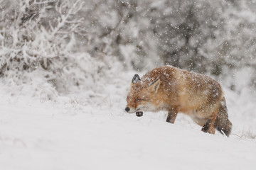 Red fox in a white winter landscape
