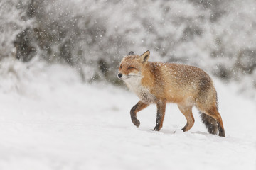 Red fox in a white winter landscape

