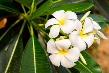 Obraz na płótnie Canvas white and yellow plumeria flower