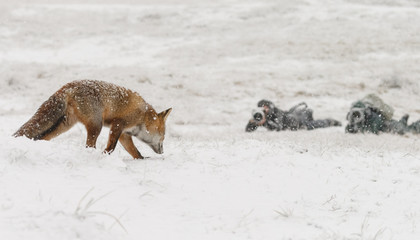 Fototapeta premium Red fox in a white winter landscape 