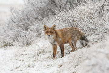 Red fox in a snowy landscape during wintertime
