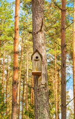 Wooden birdhouse in a spring pine forest