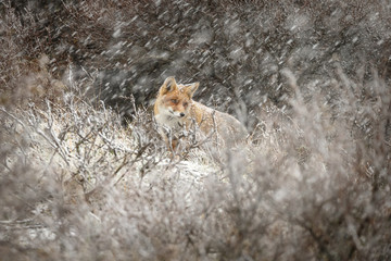 Red fox in a snowy landscape during wintertime
