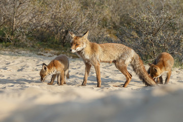 Red fox in a snowy landscape during wintertime
