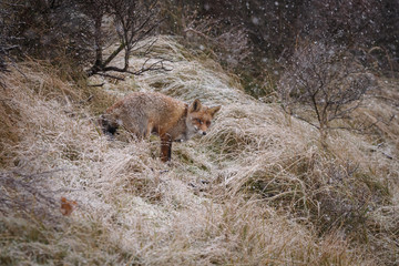 Red fox in a snowy landscape during wintertime
