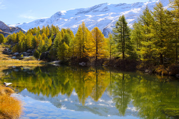 Colorful trees in autumn at Grindjisee Lake, Zermatt with Alps snow mountains at the background, Switzerland