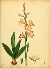 Illustration of the plant.