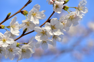 青空と桜