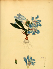 Illustration of the plant.