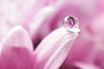 Beautiful big drop of water on a petal of a pink chrysanthemum flower with summer spring reflection...