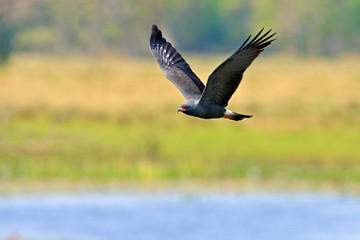 Snail kite, Rostrhamus sociabilis, bird of prey from Brazil Pantanal. Bird in the water march habitat. Flying kite abave water meadow. Wildlife scene from tropic nature, Brazil.