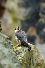 Peregrine Falcon sitting in rock. Rare bird in nature habitat. Falcon in the Czech mountain Ceske Svycarsko National Park. Bird of prey sitting on rocky ledge. Wildlife scene with stone.