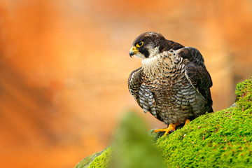 Falcon, green moss stone. Bird of prey Peregrine Falcon sitting on the stone with orange autumn forest. Wildlife scene from Europe nature. Falcon in habitat.