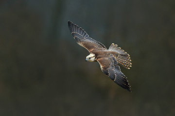 Saker falcon fly, Falco cherrug, bird of prey flight. Rare bird with white head. Forest in cold winter, animal in nature habitat, Spain. Wildlife scene form nature. Bird flight.