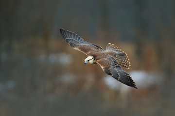 Saker falcon fly, Falco cherrug, bird of prey flight. Forest in cold winter, animal in nature...