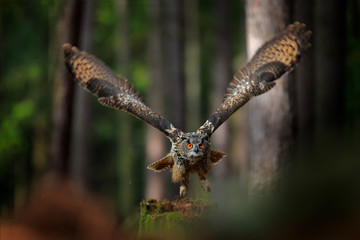 Magic bird barn owl, Tito alba, flying above stone fence in forest cemetery. Wildlife scene nature. Urban wildlife. Animal behaviour in wood. Nature Czech. Owl landing.