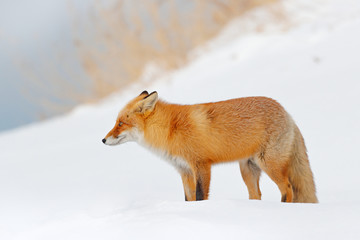 Red fox in white snow. Beautiful orange coat animal nature. Wildlife Europe. Detail close-up portrait of nice fox. Cold winter with orange fur fox. Hunting animal in the snowy meadow, Germany.