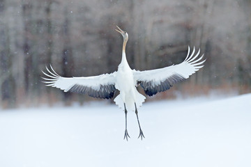 Dancing Red-crowned crane with open wing in flight, with snow storm, Hokkaido, Japan. Bird in fly, winter scene with snowflakes. Snow dance in nature. Wildlife scene from snowy nature. Cold winter. © ondrejprosicky